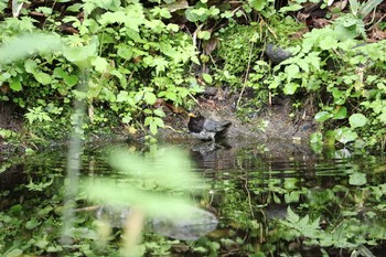 クロツグミ 場所が不明 2017年6月11日(日)