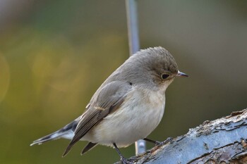 2021年12月30日(木) 藤沢の野鳥観察記録