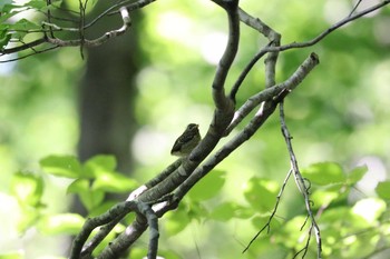 未同定 場所が不明 2017年6月18日(日)