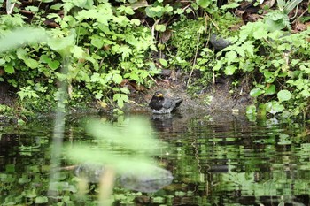 クロツグミ 場所が不明 2017年6月11日(日)