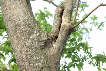 未同定 場所が不明 2017年5月31日(水)