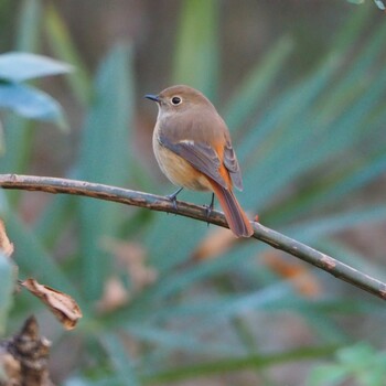 Daurian Redstart Akigase Park Thu, 12/30/2021