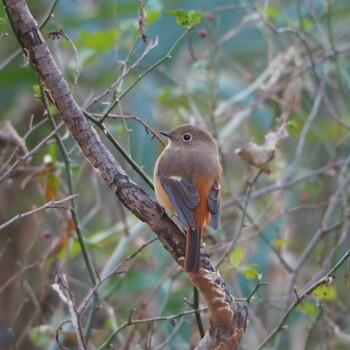 2021年12月30日(木) 秋ヶ瀬公園の野鳥観察記録