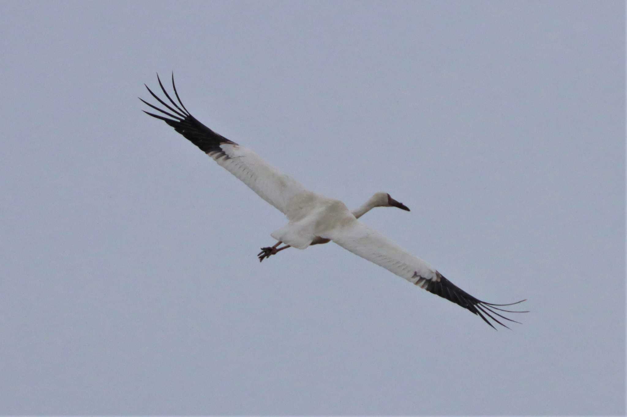 Siberian Crane