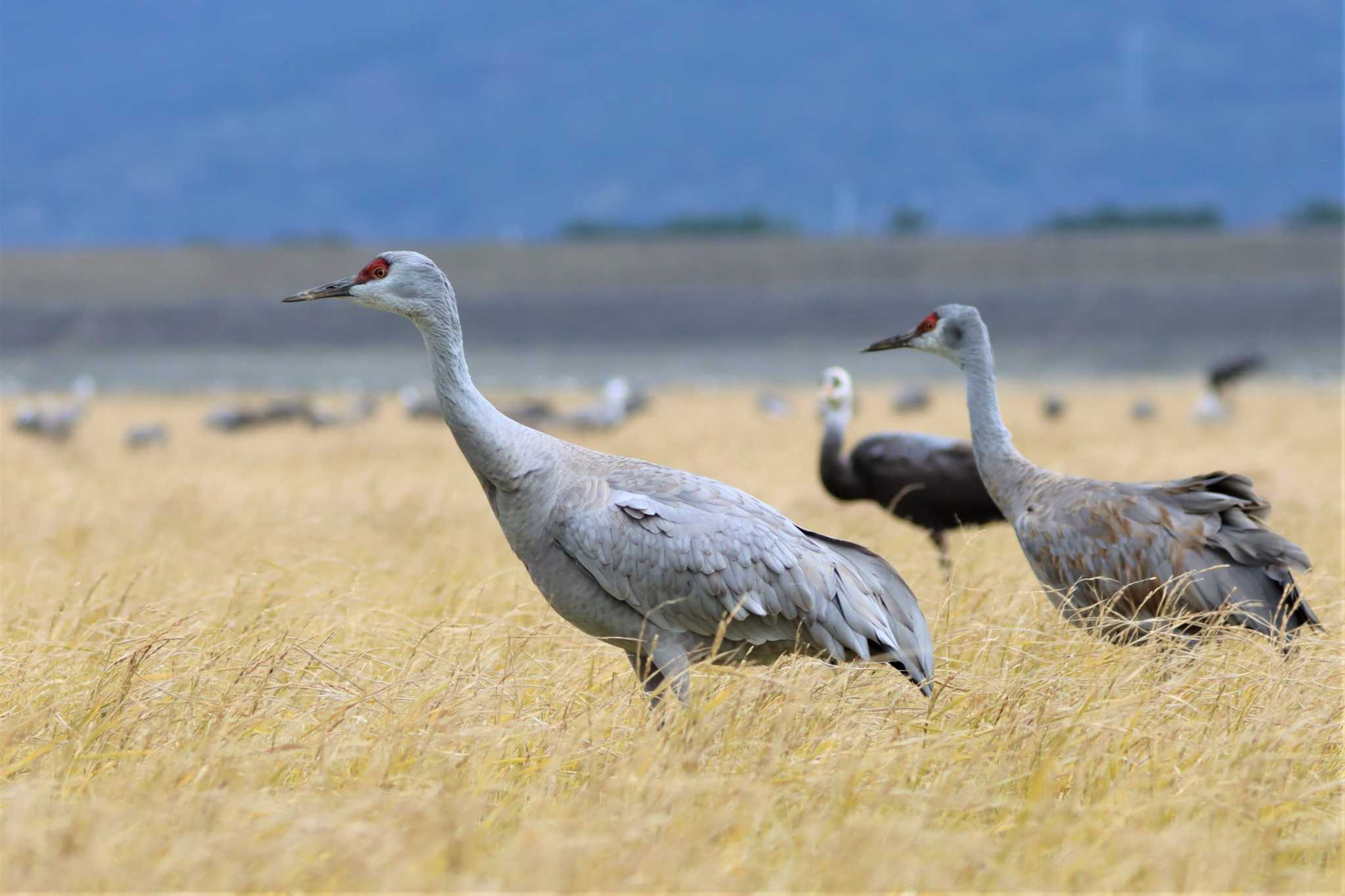 Sandhill Crane