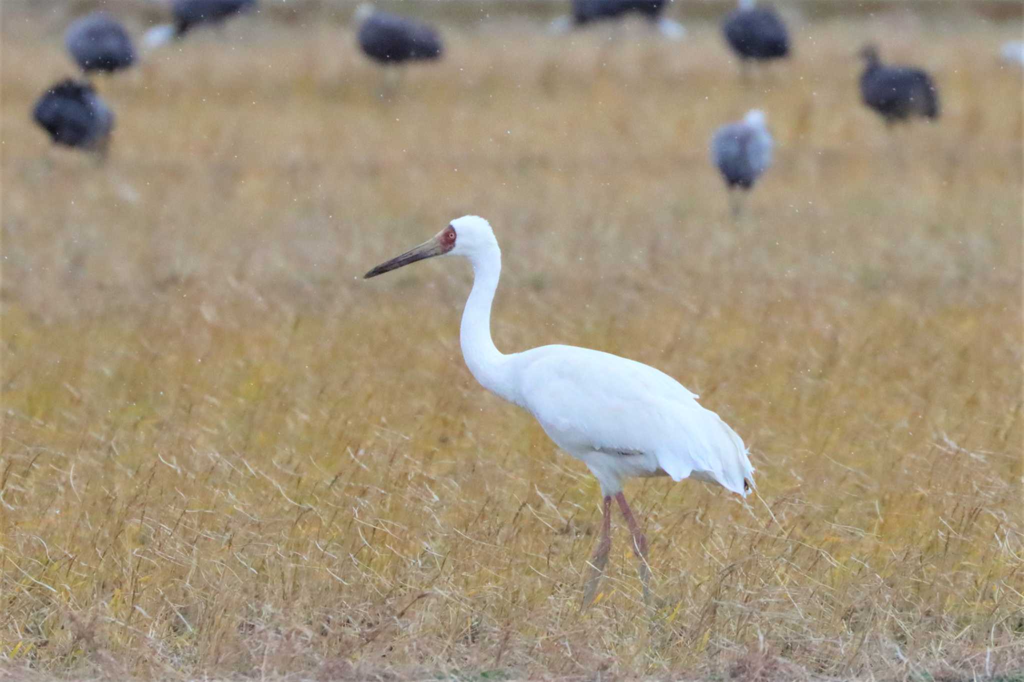 Siberian Crane