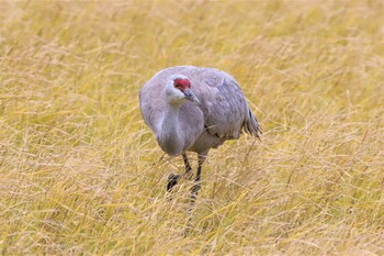 2021年12月26日(日) 出水市ツル観察センターの野鳥観察記録