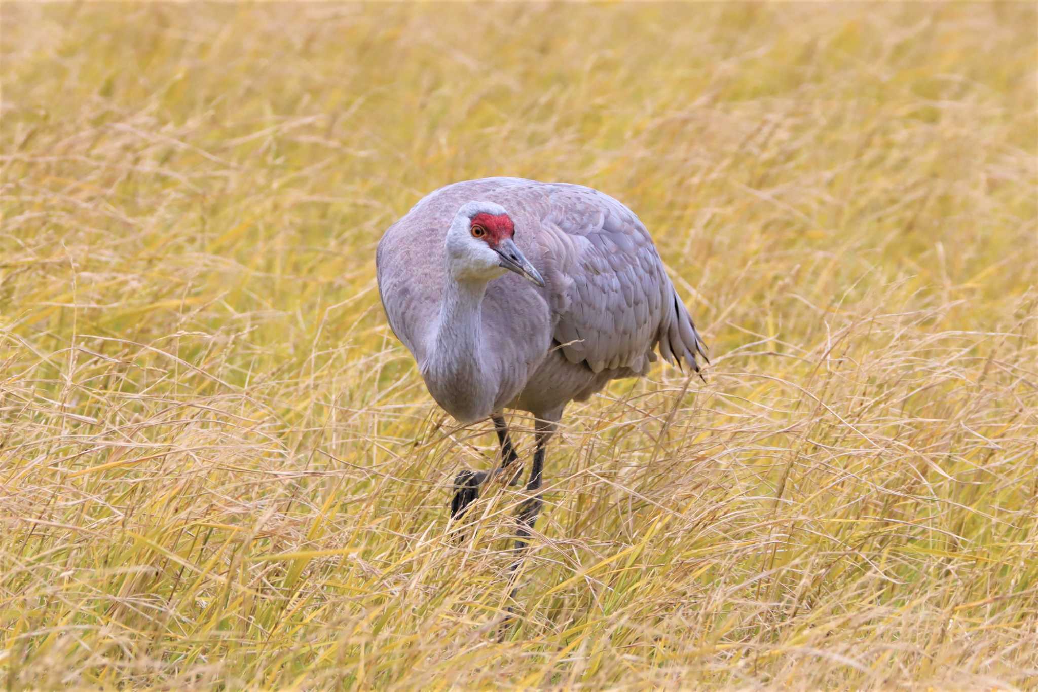 Sandhill Crane