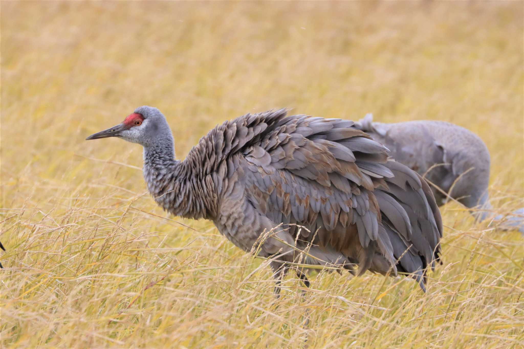 Sandhill Crane