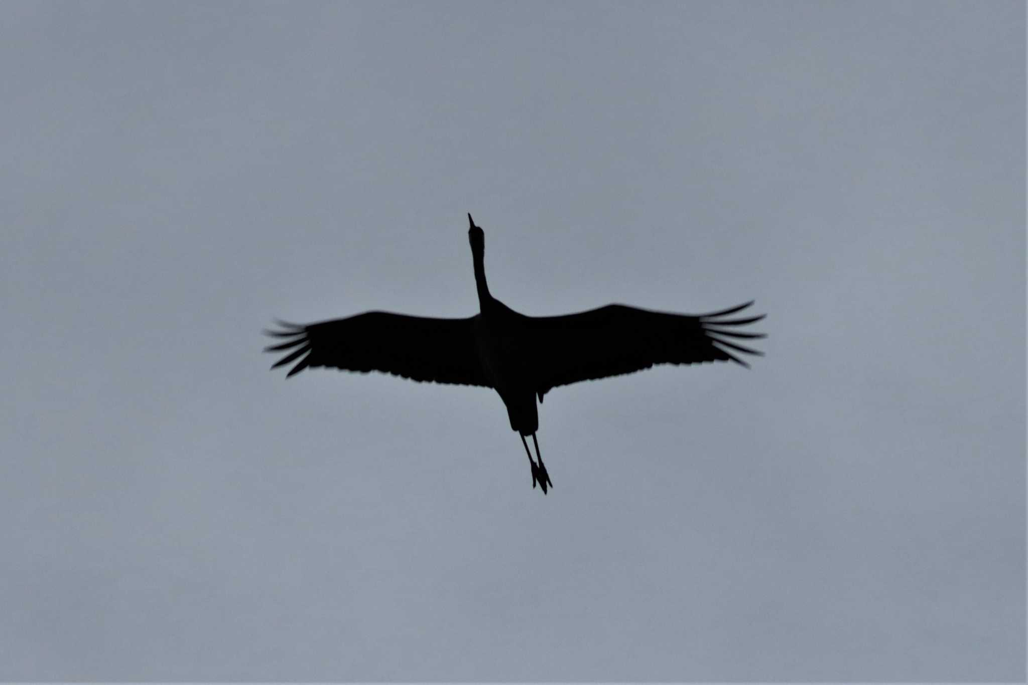 Hooded Crane