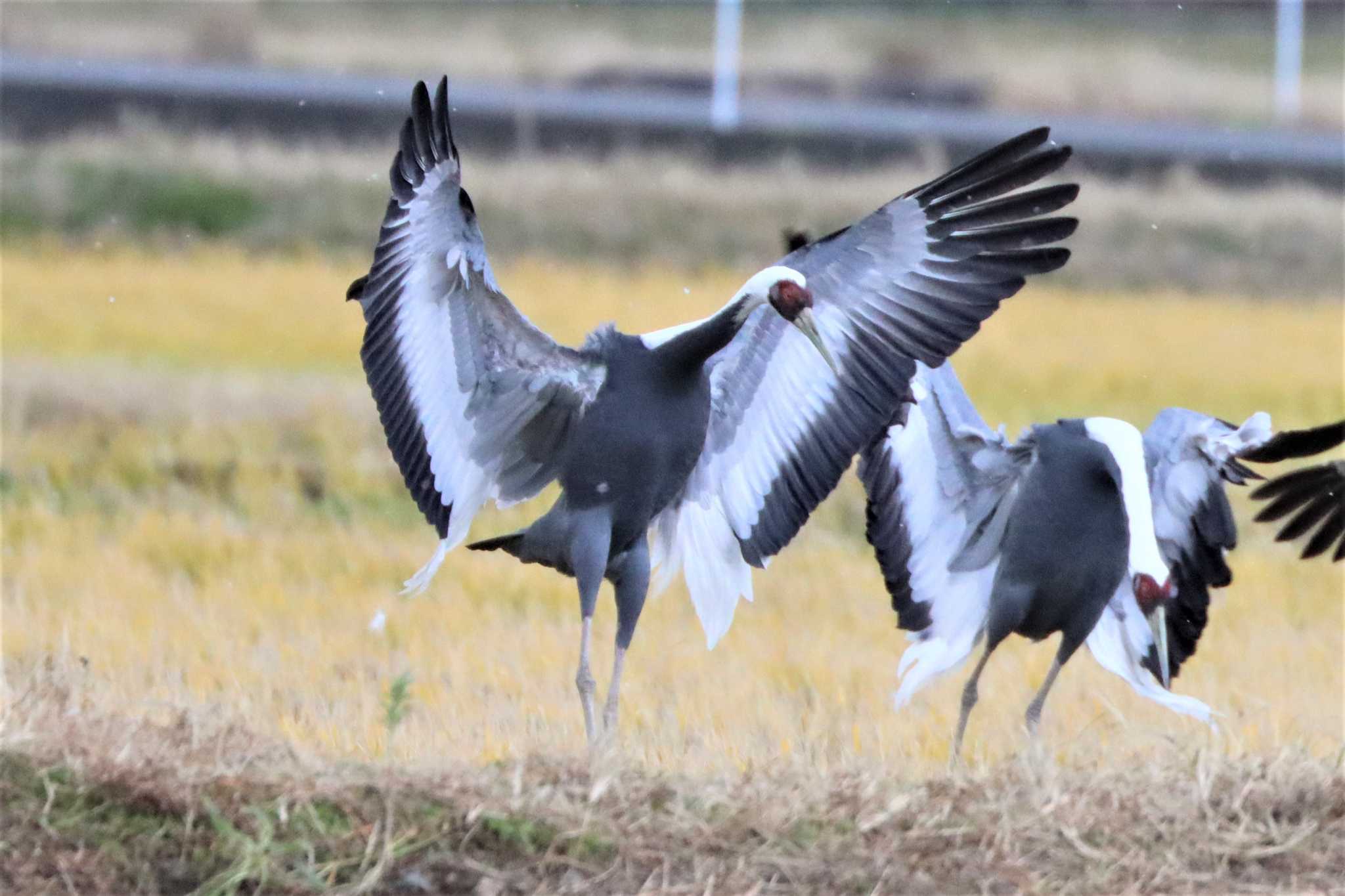 White-naped Crane