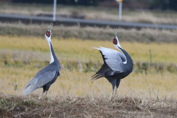 White-naped Crane Izumi Crane Observation Center Sun, 12/26/2021