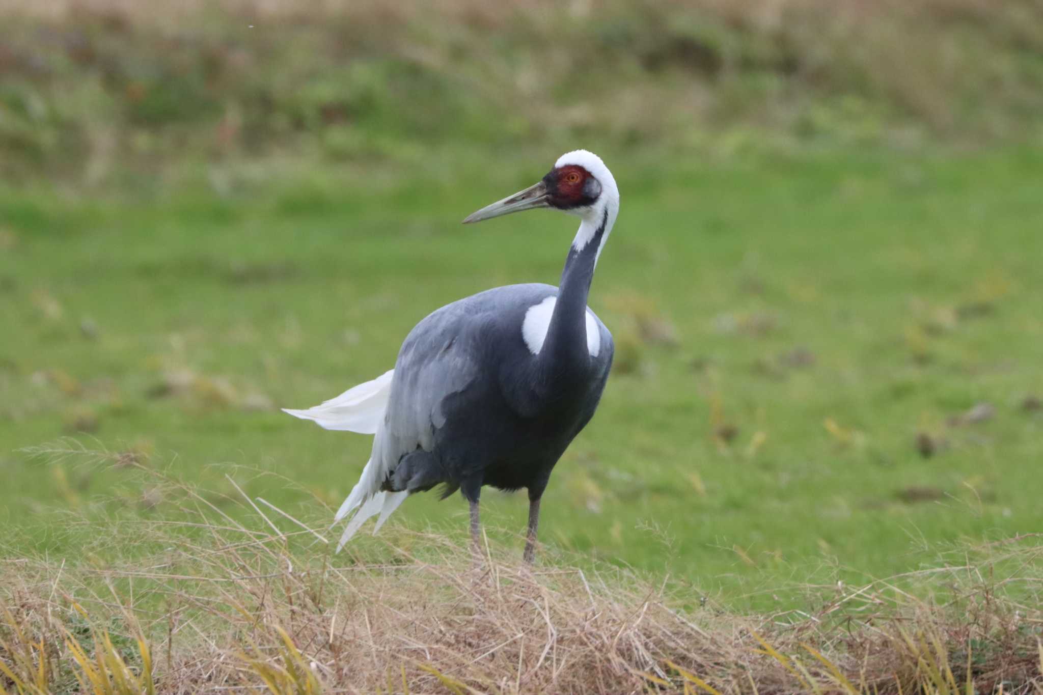 White-naped Crane