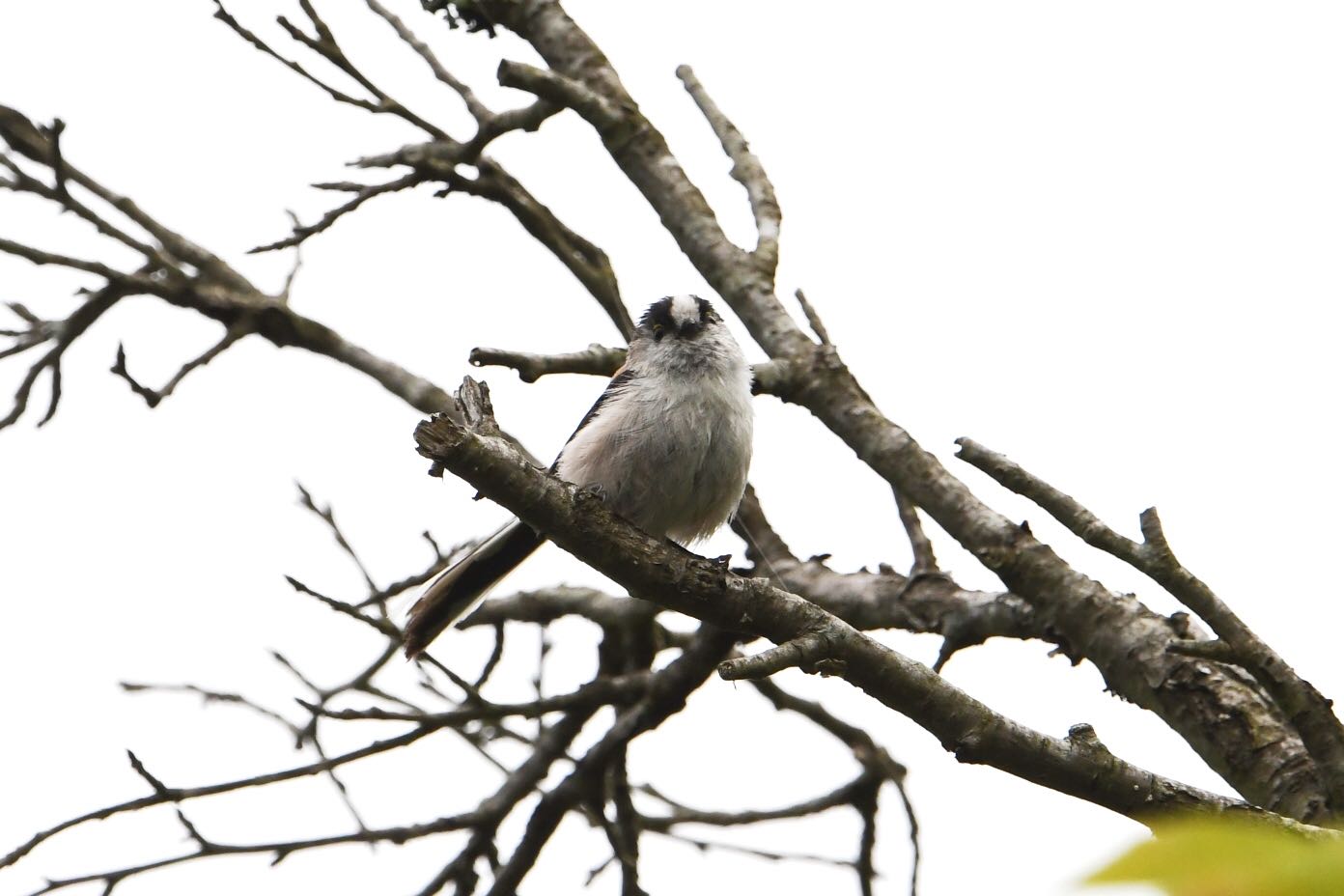 Photo of Long-tailed Tit at  by Dision