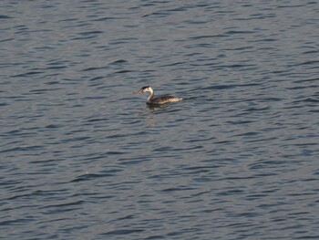 Great Crested Grebe 多摩川 Wed, 12/29/2021