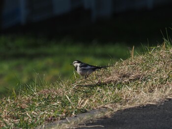 White Wagtail 多摩川 Wed, 12/29/2021