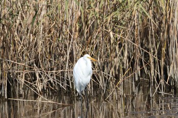 Great Egret(modesta)  鹿児島干拓 Sat, 12/25/2021