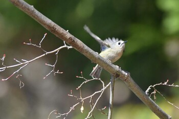 Goldcrest 井頭公園 Thu, 12/30/2021