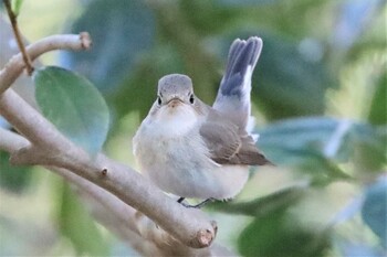 2021年12月30日(木) 不明の野鳥観察記録