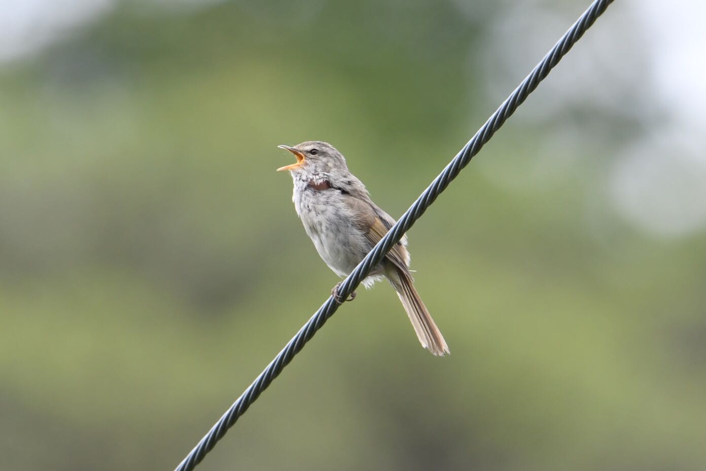 Photo of Japanese Bush Warbler at  by Dision