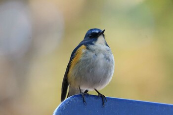 ルリビタキ 井頭公園 2021年12月28日(火)