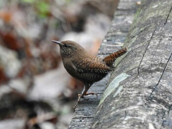 Eurasian Wren 岐阜県揖斐郡大野町 Thu, 12/16/2021