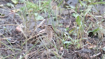 2021年12月30日(木) 行徳の野鳥観察記録