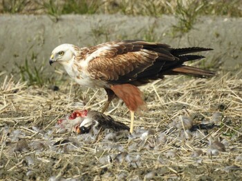 Eastern Marsh Harrier 愛知県西尾市 Sun, 2/21/2021