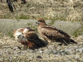 Eastern Marsh Harrier 愛知県西尾市 Sun, 2/21/2021