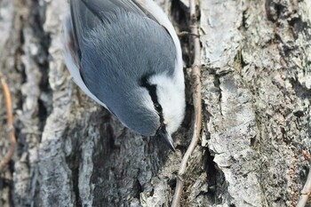 Thu, 12/30/2021 Birding report at 野幌森林公園