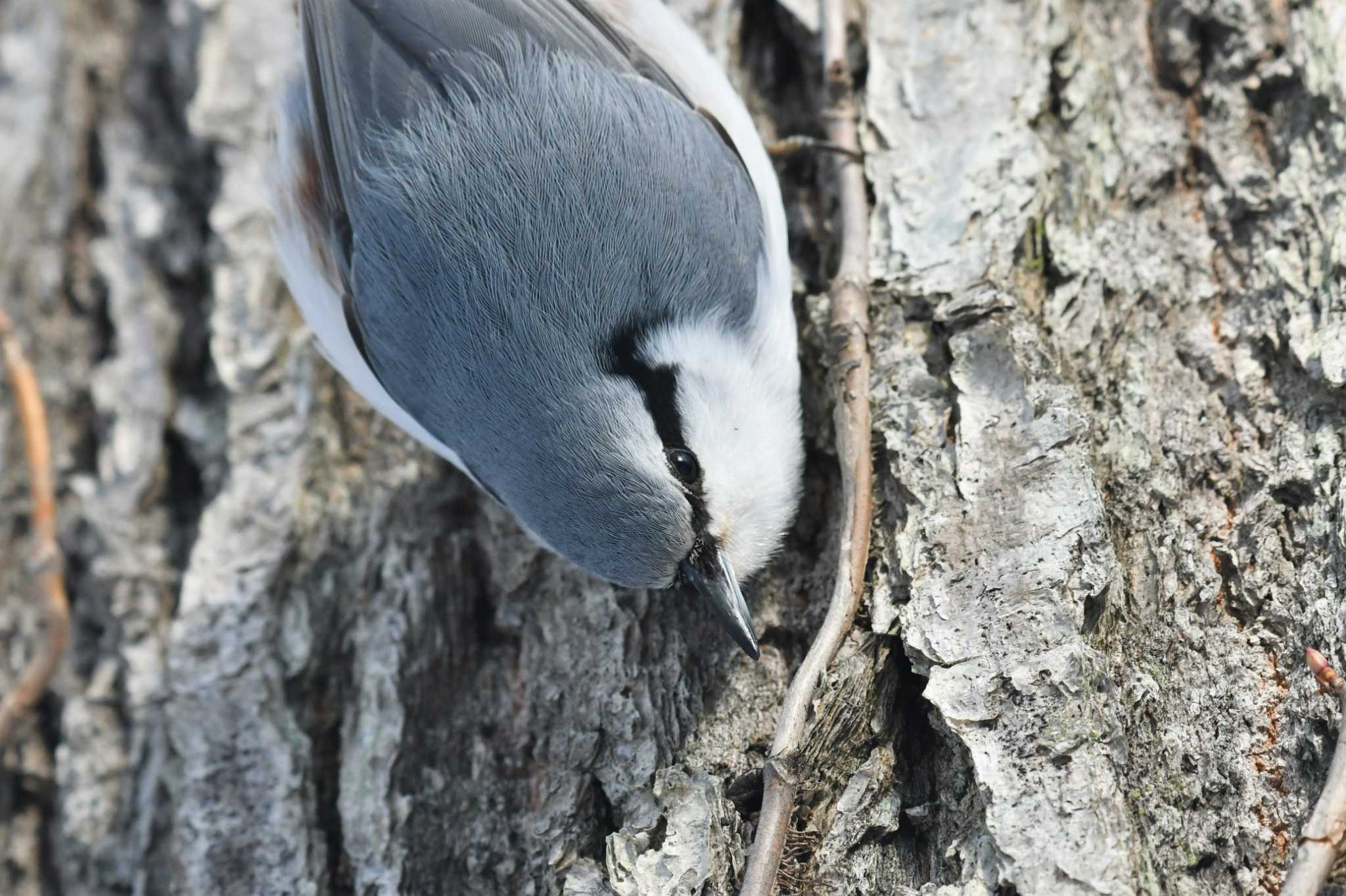 ゴジュウカラ