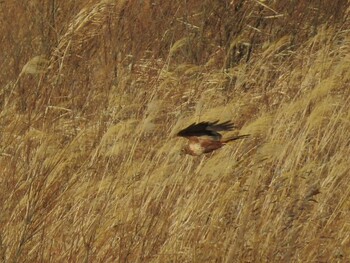 Eastern Marsh Harrier Watarase Yusuichi (Wetland) Thu, 12/30/2021