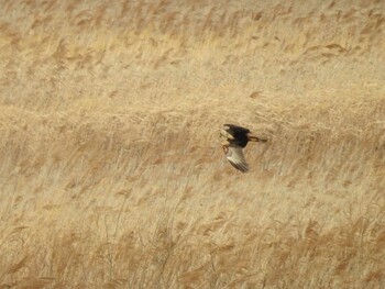 Eastern Marsh Harrier Watarase Yusuichi (Wetland) Thu, 12/30/2021