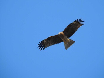 Black Kite Watarase Yusuichi (Wetland) Thu, 12/30/2021