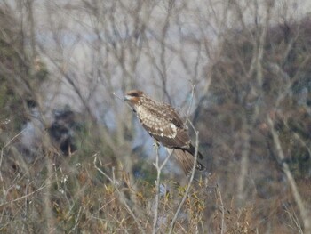 Black Kite Watarase Yusuichi (Wetland) Thu, 12/30/2021