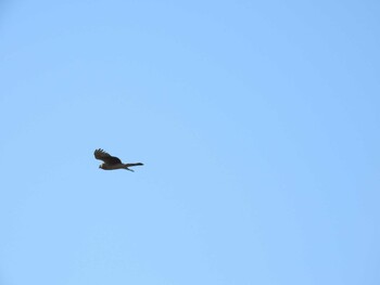 Hen Harrier Watarase Yusuichi (Wetland) Thu, 12/30/2021