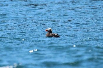 Tufted Puffin 北海道 落石町 Tue, 6/13/2017