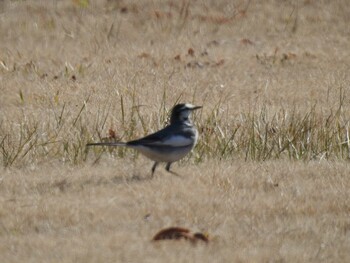 White Wagtail Watarase Yusuichi (Wetland) Thu, 12/30/2021