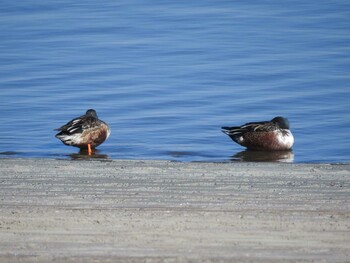 Northern Shoveler Watarase Yusuichi (Wetland) Thu, 12/30/2021