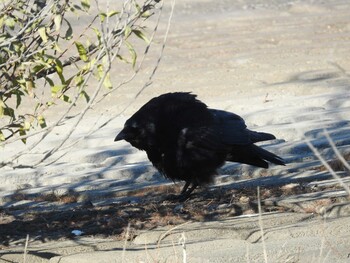 Carrion Crow Watarase Yusuichi (Wetland) Thu, 12/30/2021