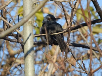 Brown-eared Bulbul Watarase Yusuichi (Wetland) Thu, 12/30/2021