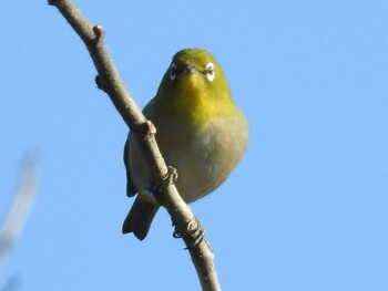 Warbling White-eye Watarase Yusuichi (Wetland) Thu, 12/30/2021