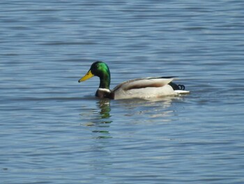 Mallard Watarase Yusuichi (Wetland) Thu, 12/30/2021