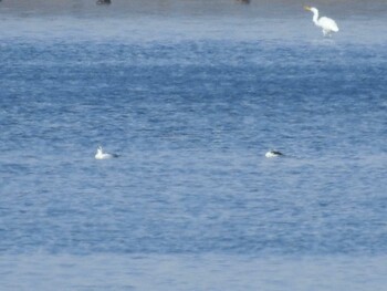 Smew Watarase Yusuichi (Wetland) Thu, 12/30/2021