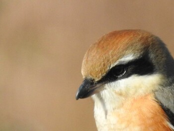 Bull-headed Shrike Watarase Yusuichi (Wetland) Thu, 12/30/2021