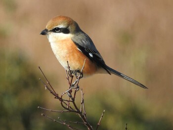 Bull-headed Shrike Watarase Yusuichi (Wetland) Thu, 12/30/2021