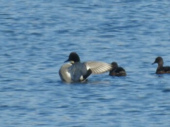 Falcated Duck Watarase Yusuichi (Wetland) Thu, 12/30/2021