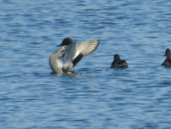 Falcated Duck Watarase Yusuichi (Wetland) Thu, 12/30/2021