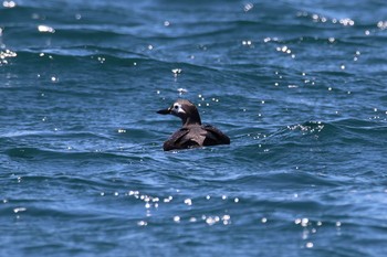 Spectacled Guillemot 北海道 落石町 Tue, 6/13/2017