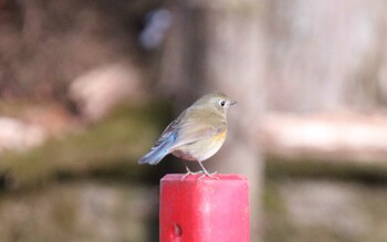 ルリビタキ 神奈川県山北町 2021年12月30日(木)